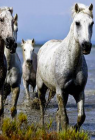 Cheval Camargue, le seigneur des marais